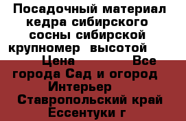 Посадочный материал кедра сибирского (сосны сибирской) крупномер, высотой 3-3.5  › Цена ­ 19 800 - Все города Сад и огород » Интерьер   . Ставропольский край,Ессентуки г.